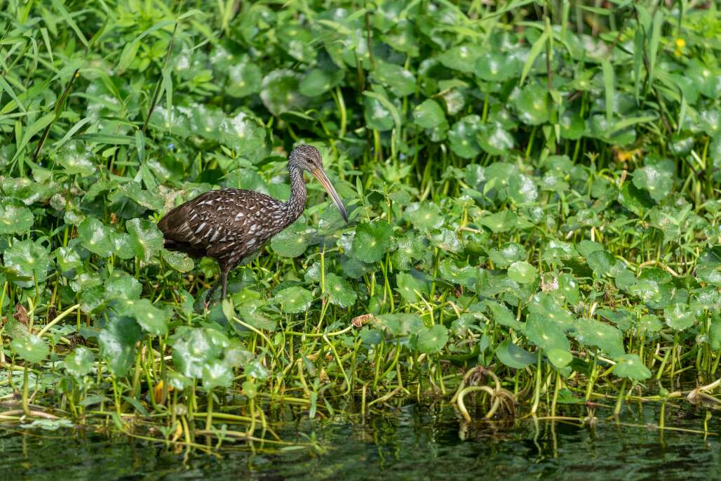 Limpkin in weeds by water
