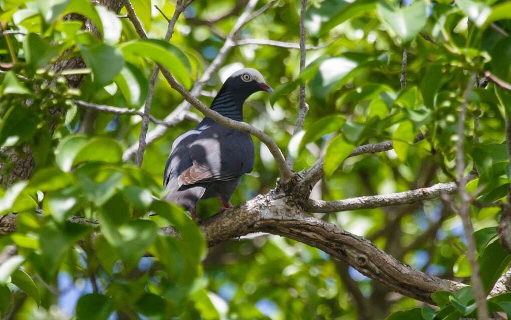 white crowned pigeon in tree