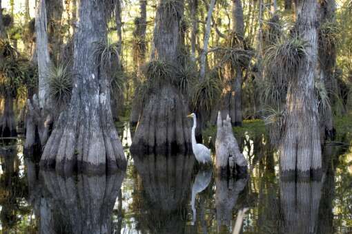 cypress trees at the Everglades National Park