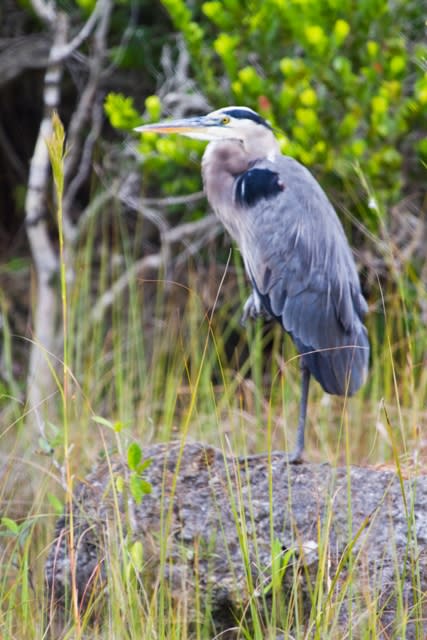 A beautiful bird standing on a rock