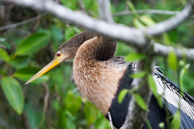 A brown and grey American egret bird