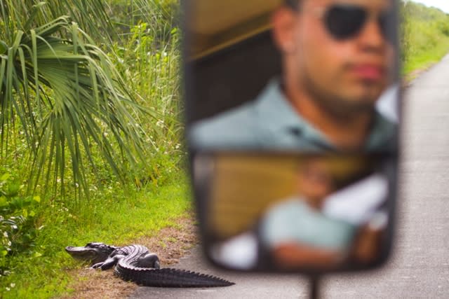 A driver looking at an alligator at the Everglades National Park