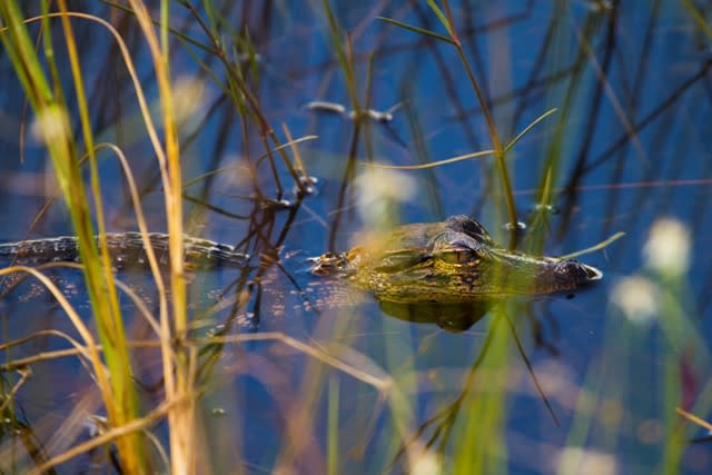 An small alligator inside the water