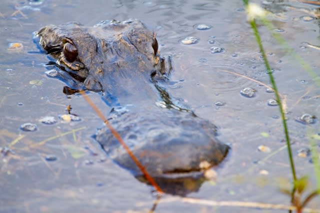 A big alligator head outside of the water