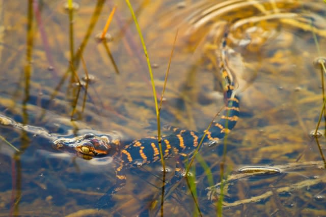A baby alligator swimming in the water at the Everglades National Park