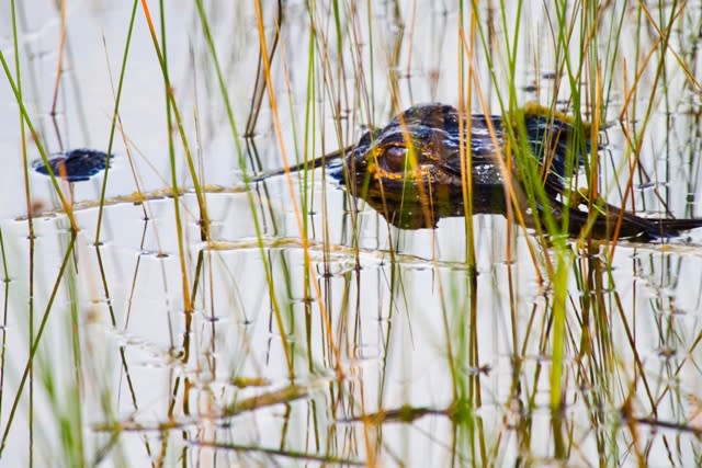 An alligator coming out of the water