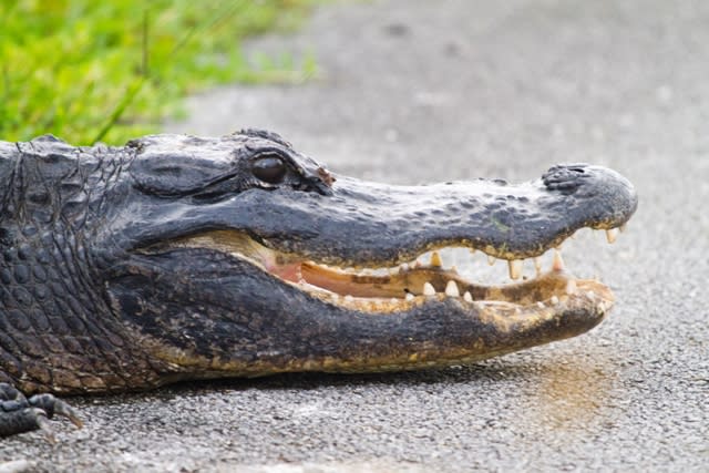 A big alligator walking around the Everglades National Park