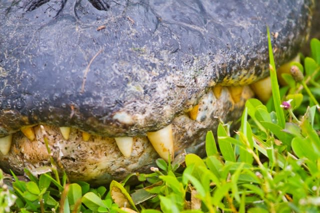 A detail of the alligator teeth