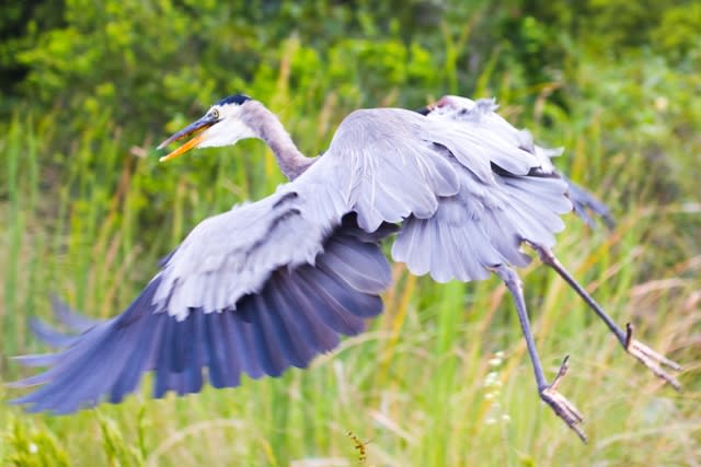 A nice grey American egret flying