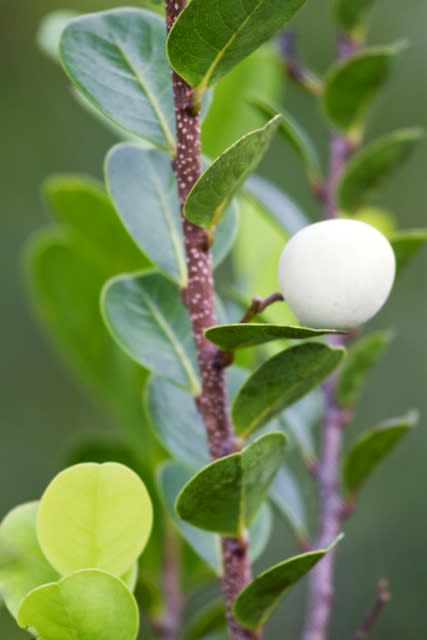 A beautiful plant with an white fruit