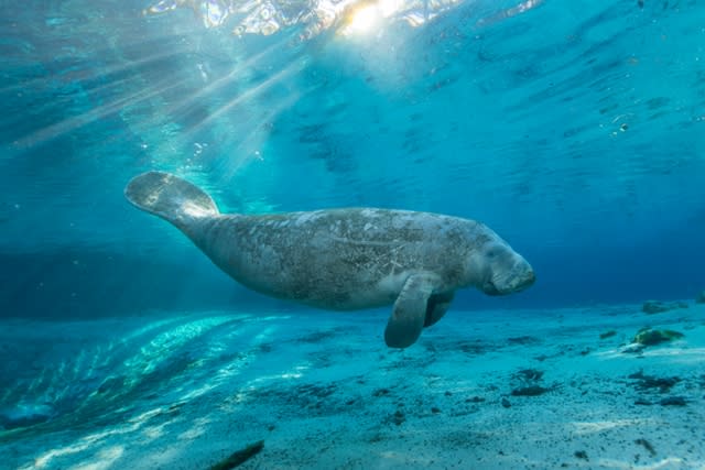 A manatee swimming in the blue water of Florida