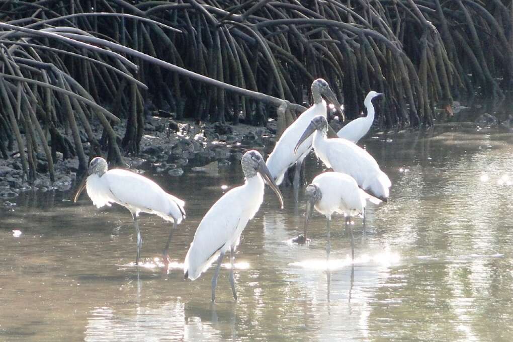 The park is home to manatees, ospreys and a variety of shorebirds.