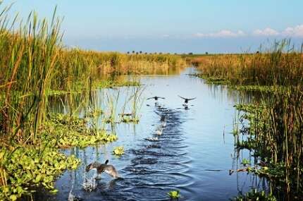 You're sure to see plenty of wildlife on your airboat ride in Eagle Bay — these American Coots take off just in front of the airboat.