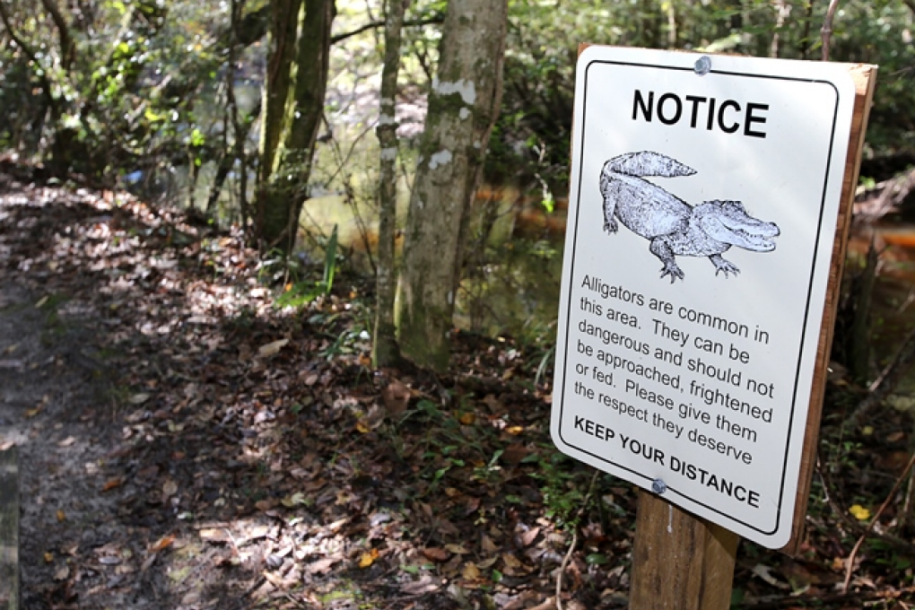 A sign notifies hikers of the possibility of alligators along the Spring Run Trail at Ponce de Leon Springs State Park.