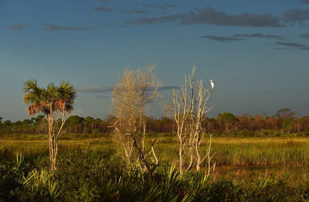 bird watching at savannas preserve state park