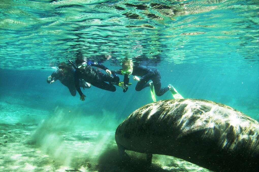 snorkeling with manatees