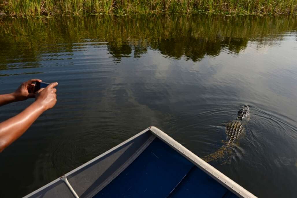 alligator in the miccosukee everglades