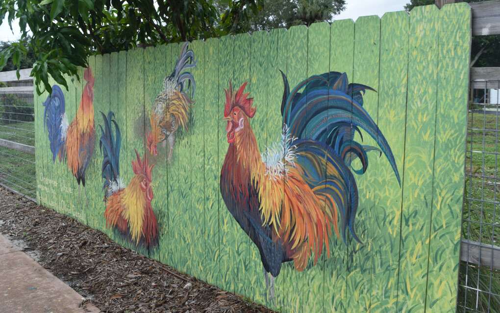 Continue your ag history tour by snapping pics of downtown Stuart’s murals, many of which feature the area’s farming history.