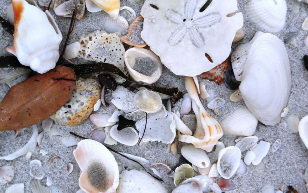  Shells and a sand dollar on the shores of at Don Pedro Island State Park