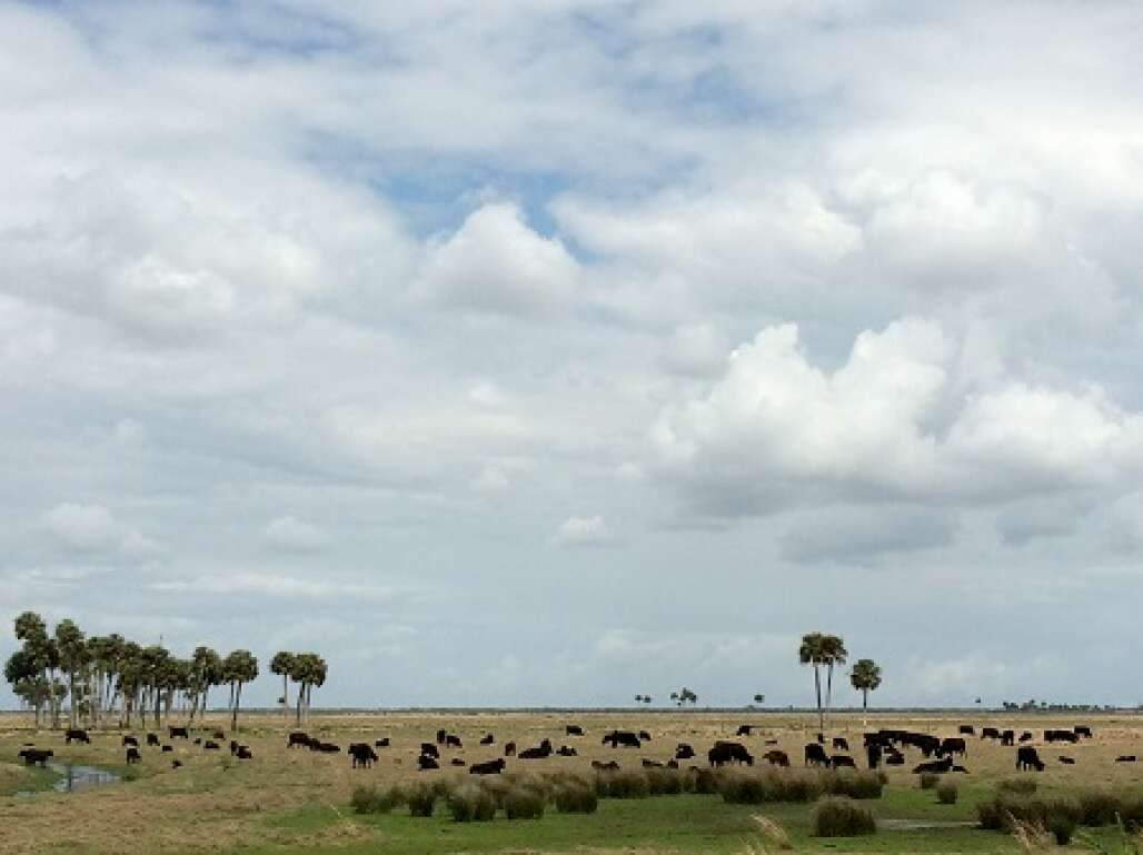 florida-coast-to-coast-excursion-plains-cattle.jpg