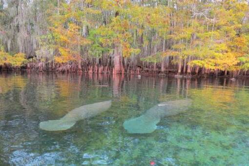 florida nature coast manatee springs