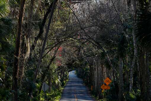 A canopy covers Walter Boardman Lane in Bulow Creek State Park on the southern portion of the Heritage Crossroads: Miles of History Heritage Highway, which features some of the oldest roads in the Southeast.