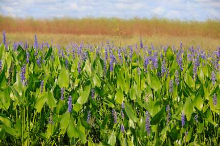 Paynes-Prairie-Preserve-State-Park-flowers