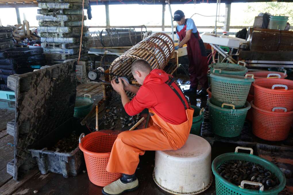 Southern Sea Cross Farms processes clams for shipment in Cedar Key. 