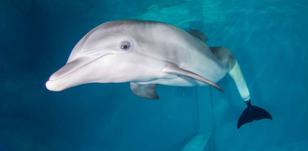 Winter the Dolphin with her prosthetic tail at Clearwater Marine Aquarium