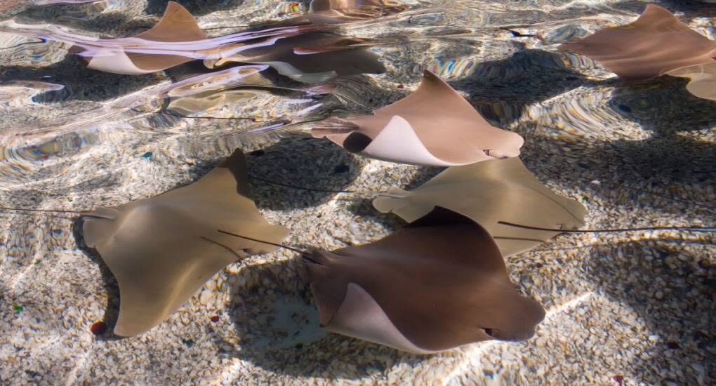 Stingray Encounters