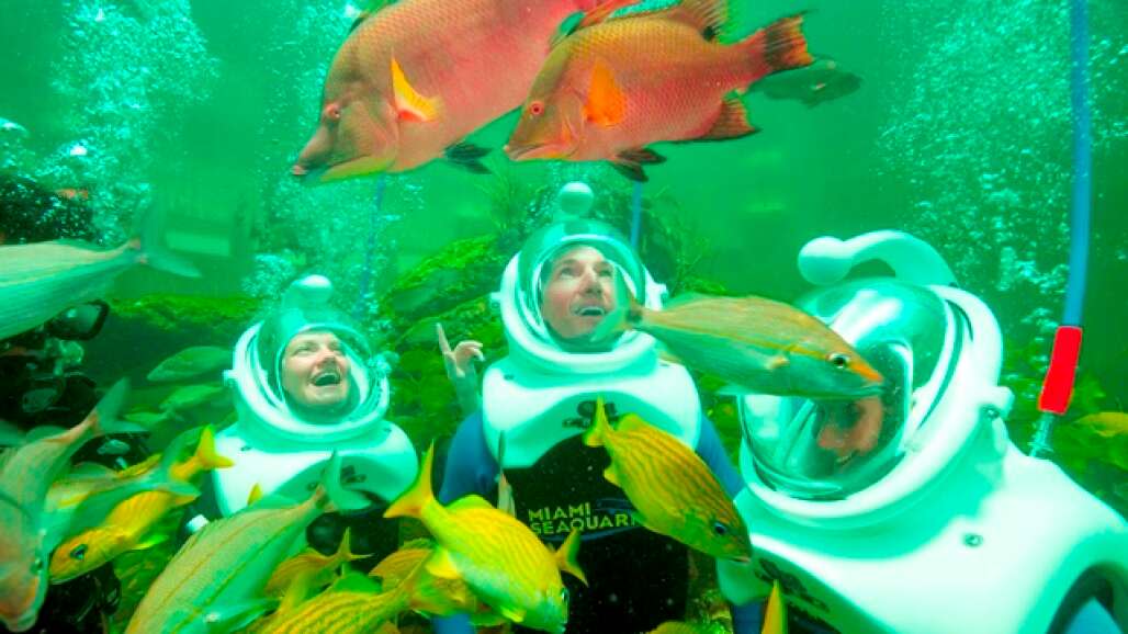 The Summer Savings Pass offers unlimited admission to four great SoFla venues: Lion Country in West Palm Beach, Miami Seaquarium, the Museum of Science and Discovery in Fort Lauderdale and Zoo Miami. 