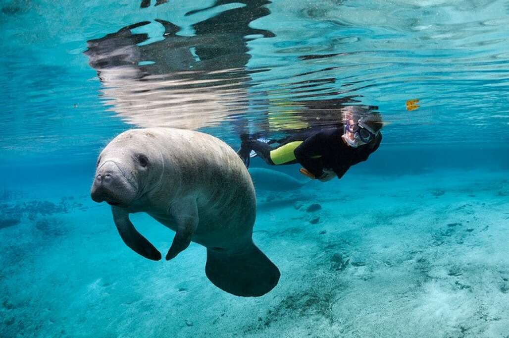 Swim with Manatees in Citrus County