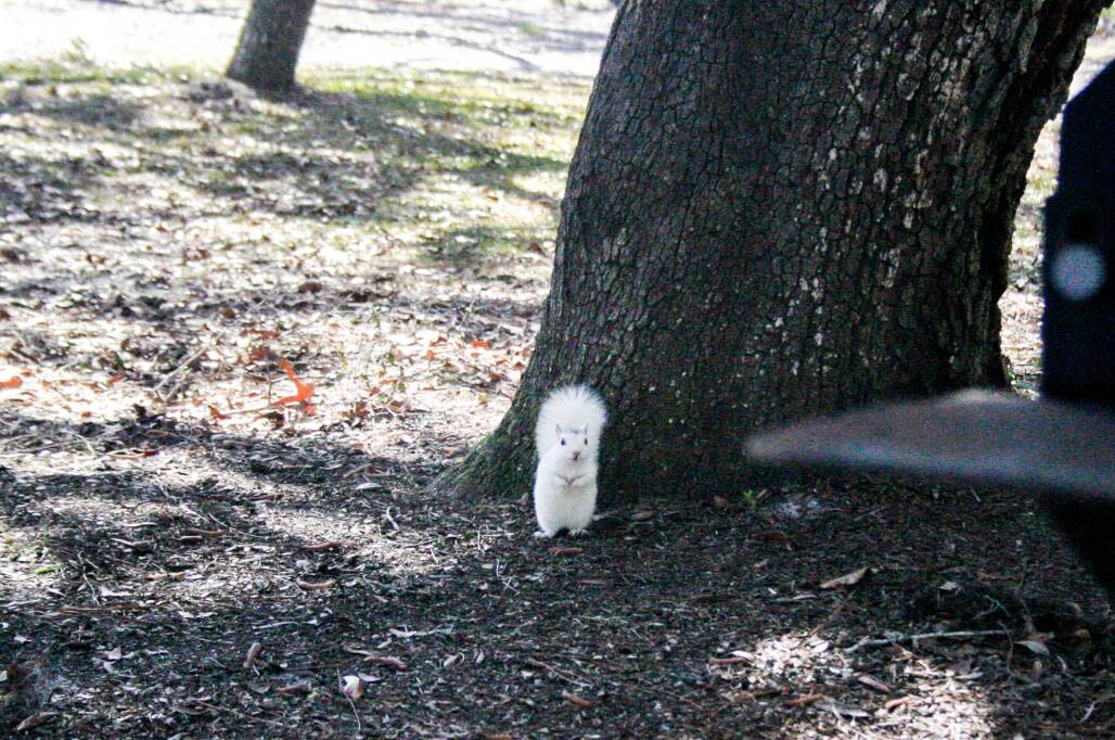 White squirrel at the Ocklochonee River State Park in Florida. 