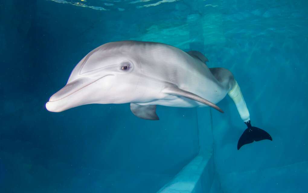 Winter the dolphin has become an ambassador representing the remarkable rescue and rehab work done at Clearwater Marine Aquarium.