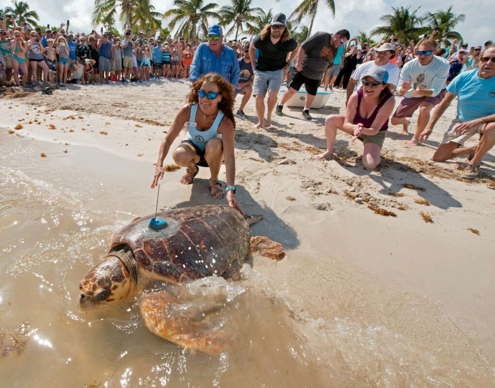 Turtle Hospital in Marathon treats injured sea turtles and releases their success stories back into the ocean. 