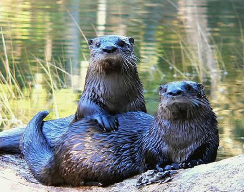 River otters are happy in the freshwater impoundments of Merritt Island National Wildlife Refuge, a home to more than 1,500 species of plants and animals, including many federally endangered species. 