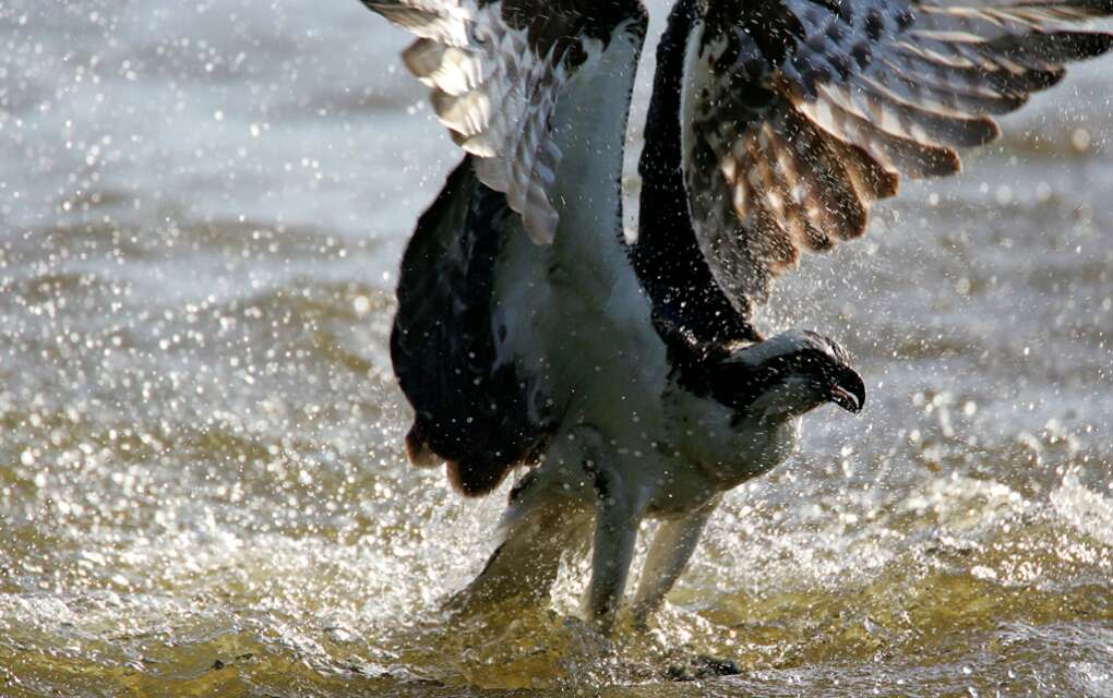 An osprey catches a fish at the Oakland Nature Preserve.