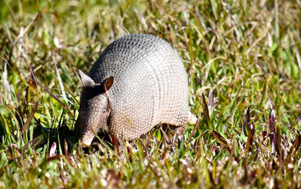 Myakka River State Park is a haven for wildlife. 