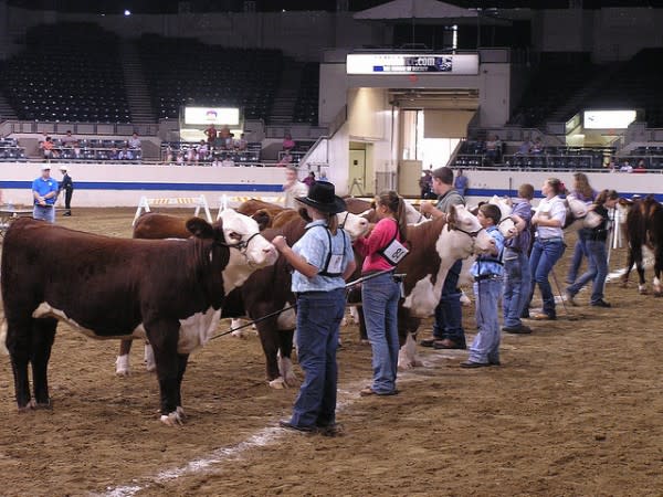 Indiana State Fair Beef Show
