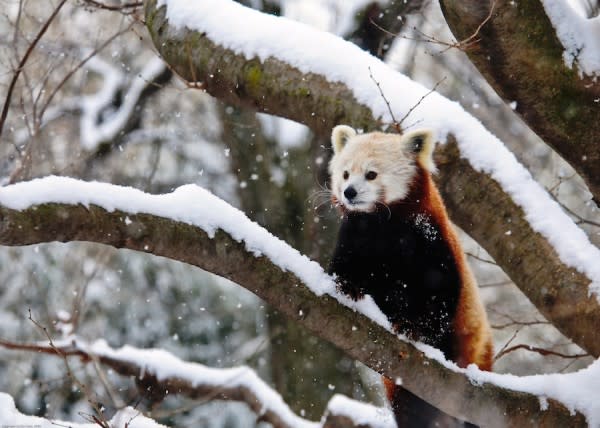 Red panda in snow at the Indianapolis Zoo