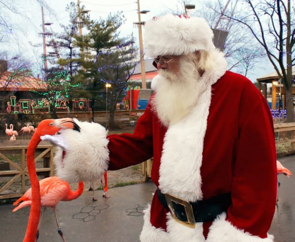 Santa with Flamingo at the Indianapolis Zoo