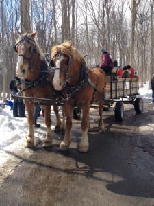 horse drawn wagon ridesedited