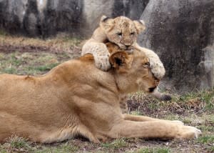 Lion cubs Indianapolis Zoo