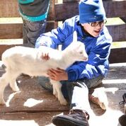 CP lamb