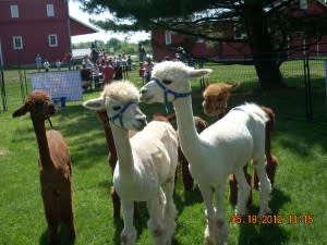aaSalFarm alpaca