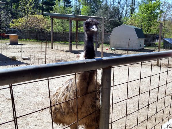 emu-black-pine-animal-sanctuary