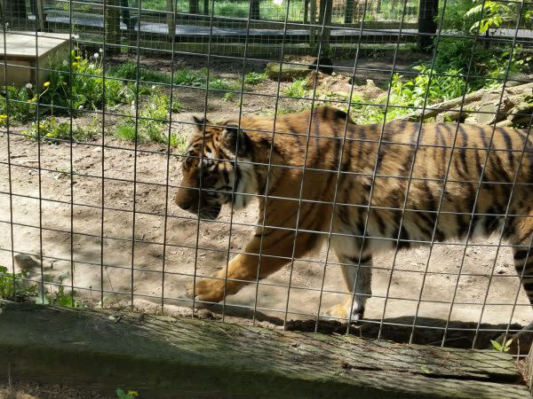 tigers-black-pine-animal-sanctuary