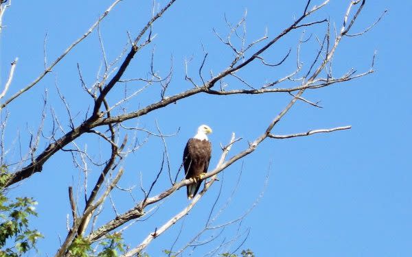 Bald Eagle on Ohio River