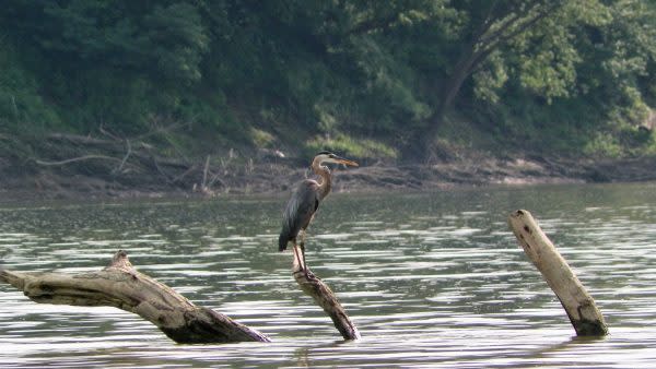 Blue Heron on river