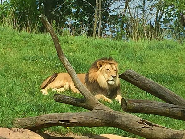 lion-fort-wayne-childrens-zoo-indiana